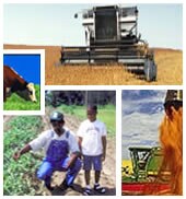 agricul.jpg_913b9 Trabajadores agrícolas y maquinaria pesada