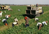 imm.jpg_22d5a trabajadores agrícolas