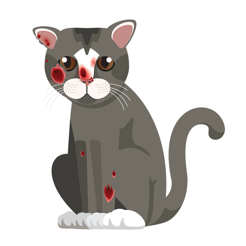 — title missing — A cat with sporotrichosis.