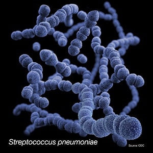 strep-pneumo Streptococcus pneumoniae.