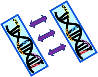 ConventionalGenotyping Conventional Genotyping