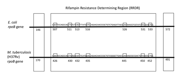 rrdr-chart Rifampin Resistance Determining Region (RRDR)