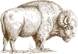 bison Engraved illustration of bison.