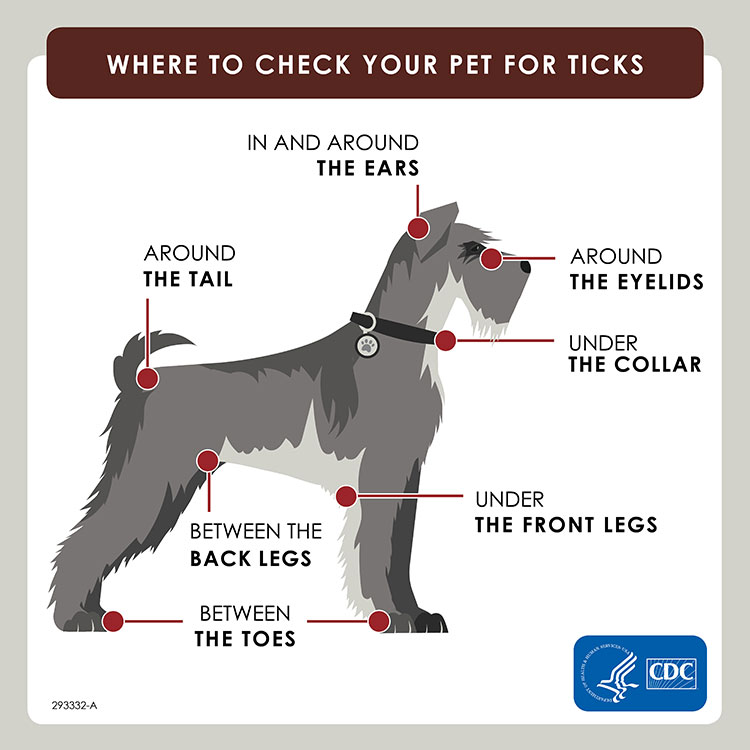 Graphic-Where-to-check-your-pet-for-ticks graphic of a dog showing where to check for ticks: In and around the ears, around the eyelids, under the collar, under the front legs, between the toes, between the back legs, and around the tail.