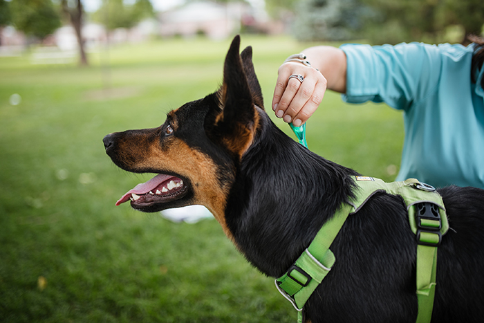 Person applying insect repellent on a dog
