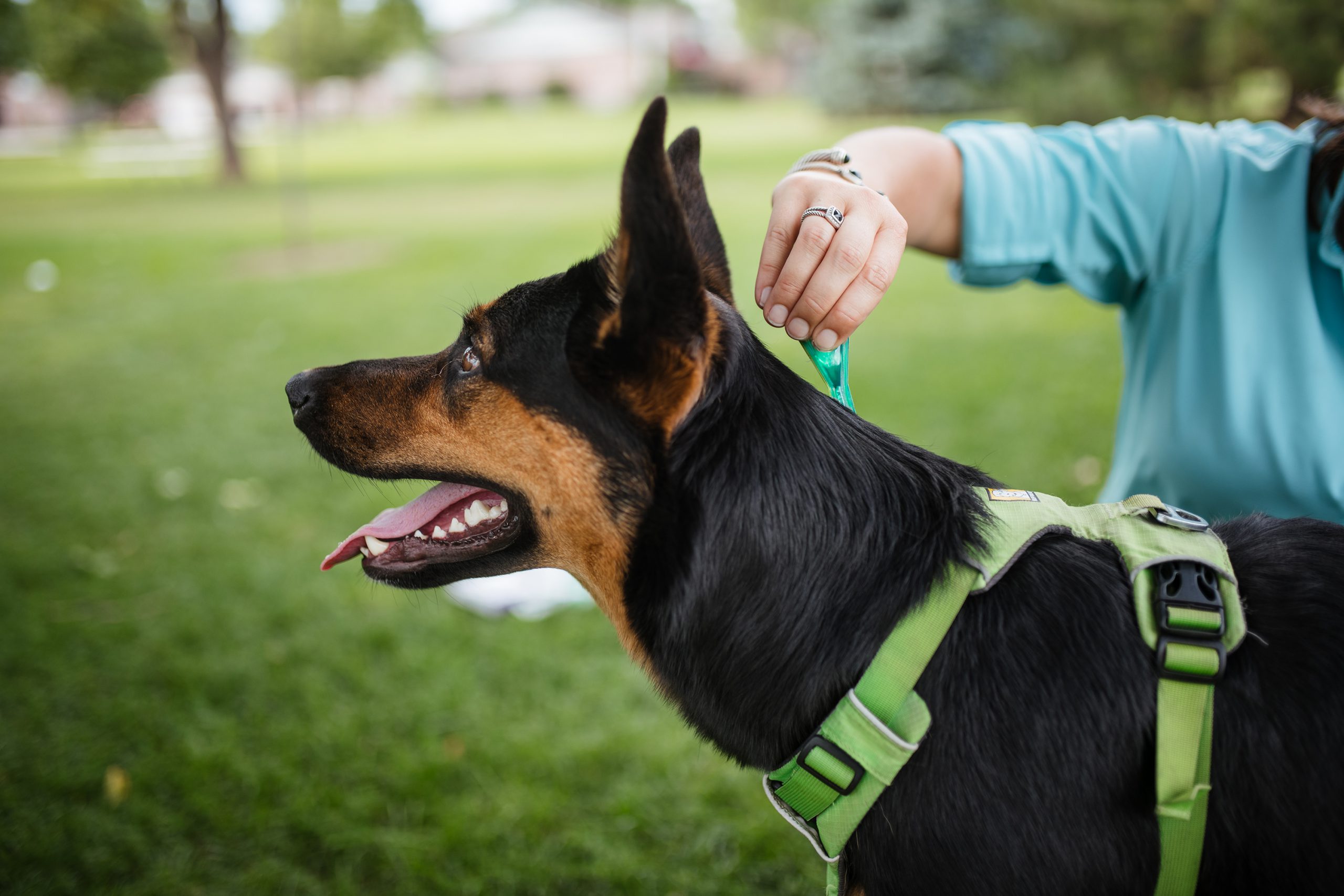 Photo of a dog receiving a spot-on tick control product.