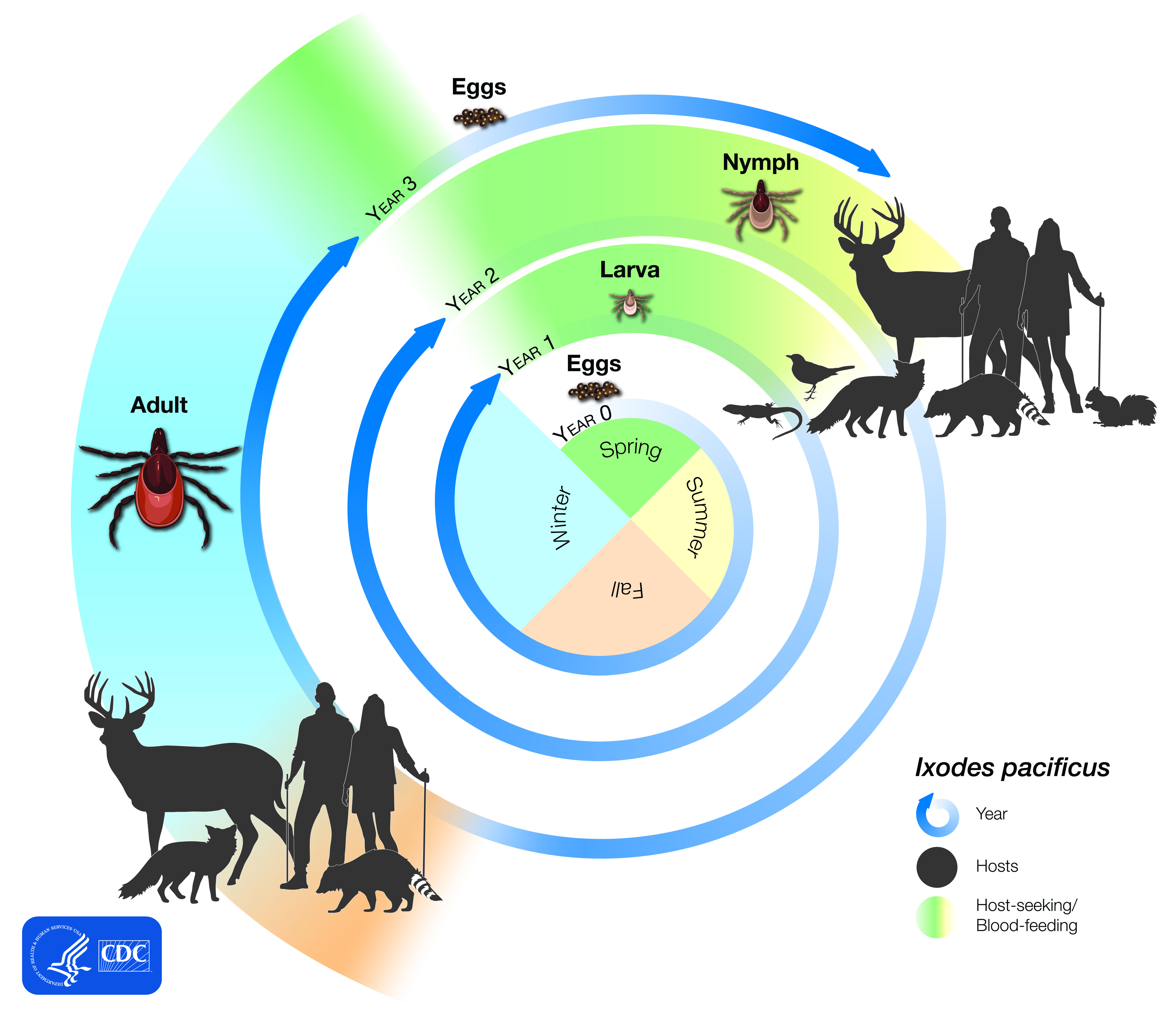 Illustration of the three-year lifecycle of Ixodes pacificus.