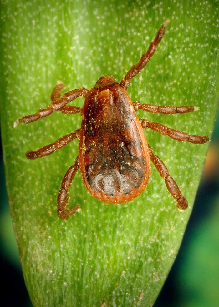 Photo of an adult male brown dog tick, Rhipicephalus sanguineus, on a blade of grass.