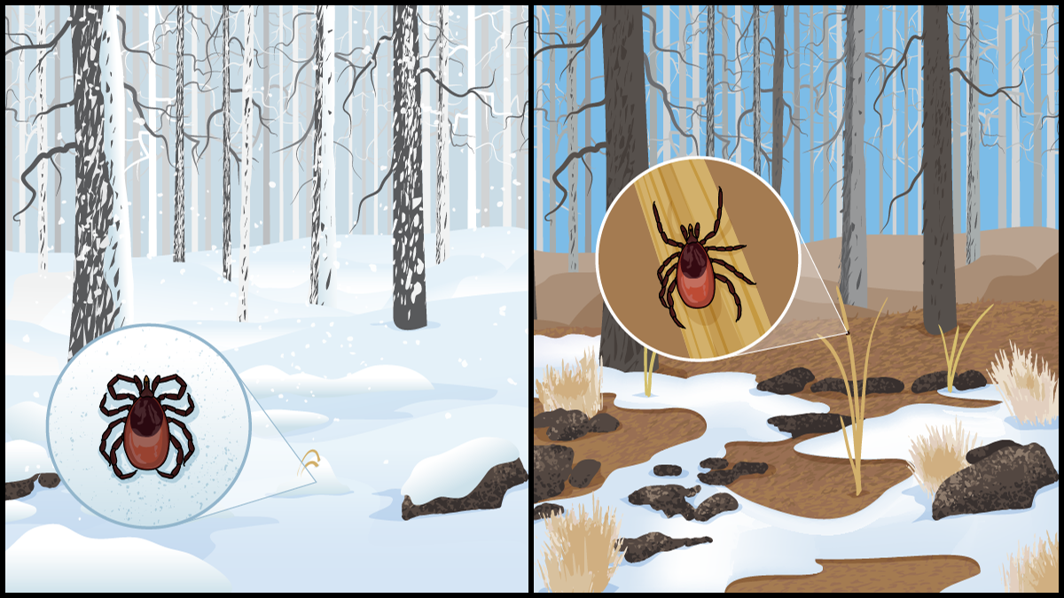 Illustration of a blacklegged tick demonstrating that they may be out on warm winter days.