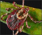 american_dog_tick.jpg American dog tick (Dermacentor variabilis)