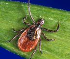blacklegged_tick.jpg Blacklegged tick (Ixodes scapularis)