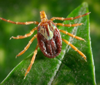 gulf_coast_tick.jpg Image for Gulf Coast tick (Amblyomma maculatum)