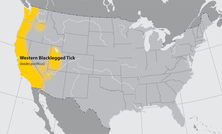 lgmap-western_blacklegged_tick.jpg Map of the United States showing the approximate distribution of the Western blacklegged tick. The area affected is the western coast.