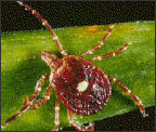 lone_star_tick.jpg Lone star tick (Amblyomma americanum)