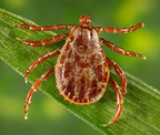 rocky_mountain_wood_tick.jpg Rocky Mountain wood tick (Dermacentor andersoni)
