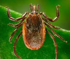western_blacklegged_tick.jpg Western blacklegged tick (Ixodes pacificus)