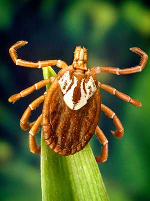 Image of a tick on a blade of grass