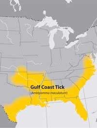 Map of the United States showing where american dog ticks can be found. Map shows they can be found in the eastern half of the US and California.