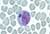 blood smear