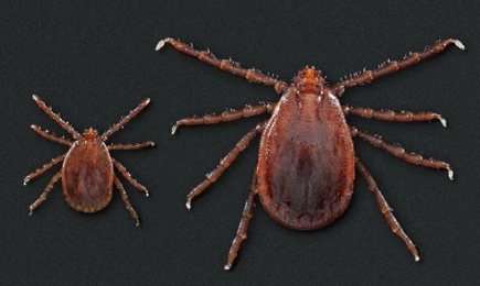 longhorned-ticks Nymph and adult female longhorned ticks