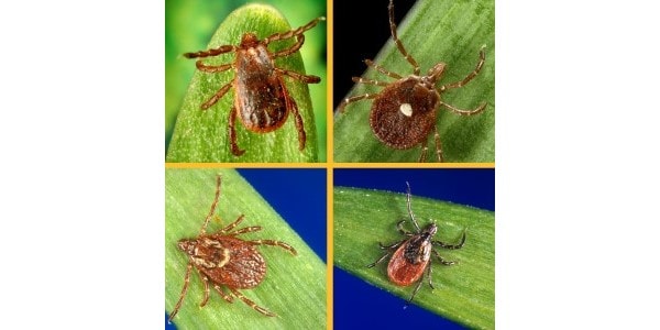 TicksMontage600x300 Montage of four ticks: Brown Dog Tick, Lone Star Tick, American Dog Tick, and Blacklegged Tick.
