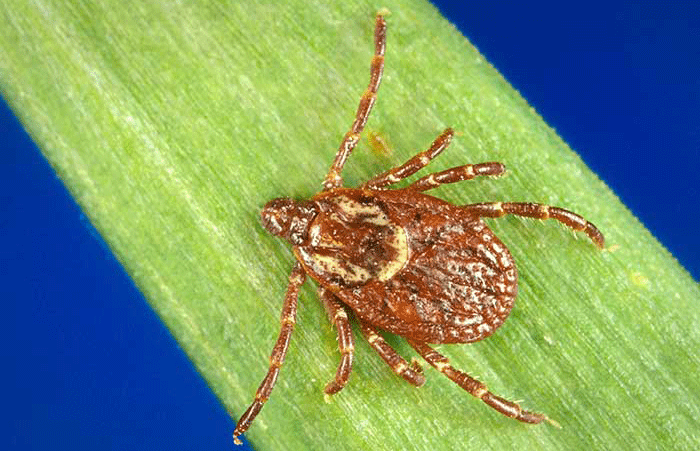 American dog tick