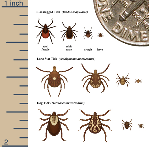 tick_sizes.jpg Graphic showing relative sizes of several ticks at different life stages.