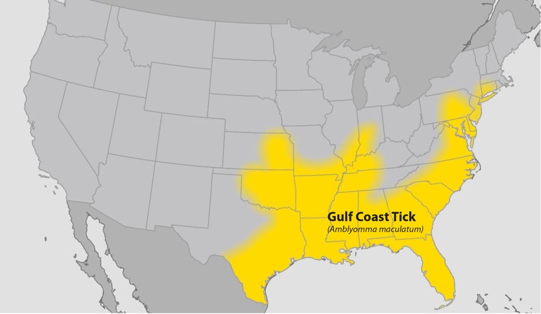 Approximate gulf coast tick distribution Map of the continental United States showing approximate distribution of the Gulf Coast tick highlighted in yellow.