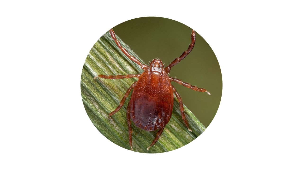 Hlongicornis Asian longhorned tick