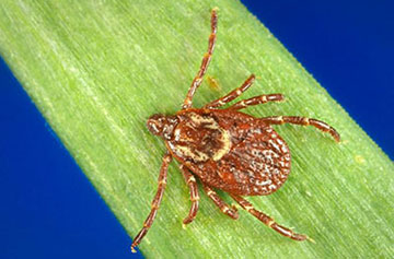 american dog tick image of american dog tick