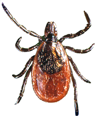 black legged tick-flat