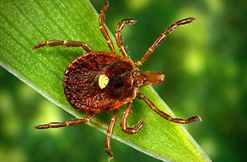 lone star tick lone star tick