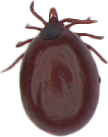 engorged tick