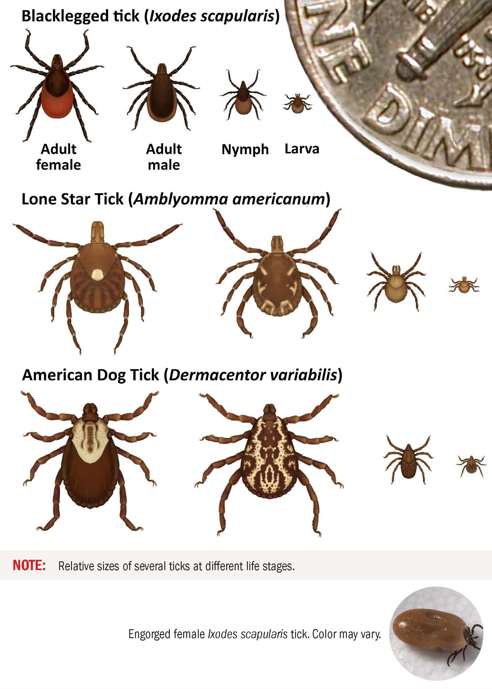 tick-life-stages Ticks that commonly bite humans showing relative sizes compared to a dime coin of several ticks at different life stages