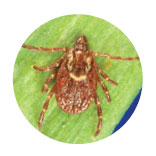 American Dog Tick