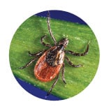 Blacklegged Tick