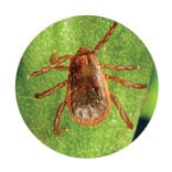 Brown Dog Tick