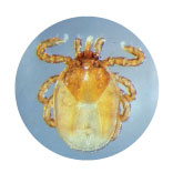 Groundhog Tick