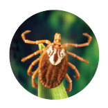 Gulf Coast Tick