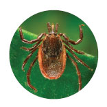 Western Blacklegged Tick