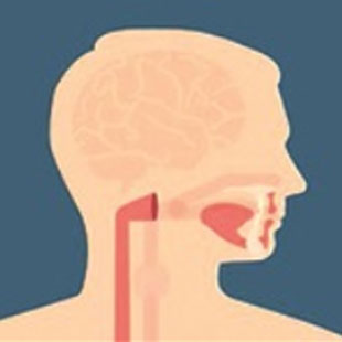 human with esophagus highlighted