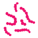 Pneumococcal illustration