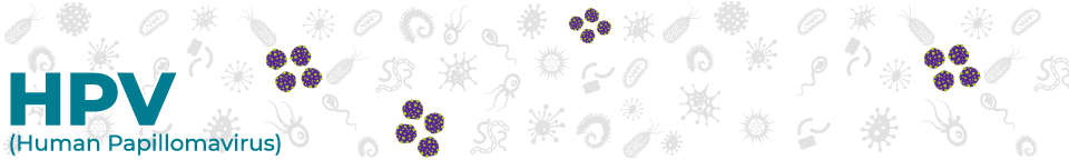 disease_banners_HPV_960_144 HPV (Human Papillomavirus)
