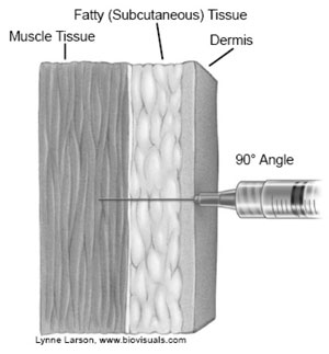 vac-admin-fig-04.jpg image of injection through dermis, fatty tissue, into muscle tissue at 90 degree angle