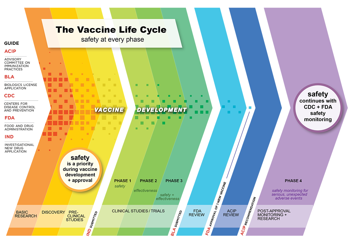 Vaccine-Safety-Process Vaccine safety in the United States includes safety measures at every phase of vaccine development and approval, and ongoing safety monitoring once vaccines are in use.