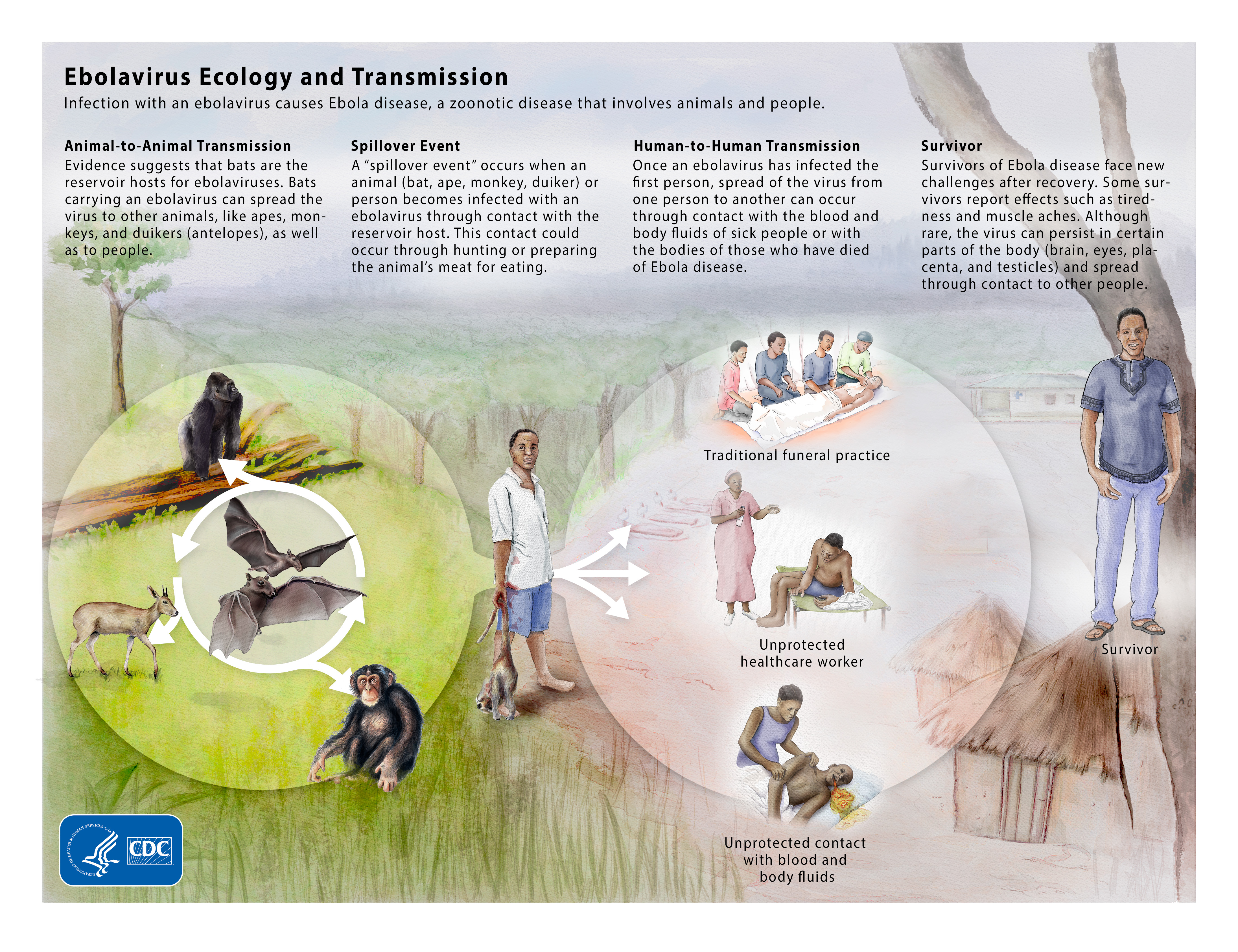 Ebolavirus Ecology and Transmission Illustrations with text on Animal-to-Animal Transmission, Spillover Event, Human-to-Human Transmission, and Survivor.