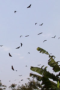 bats-bangladesh.jpg bats flying in Bangladesh