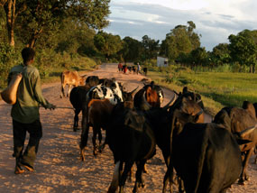 herder.jpg Man walking with a herd of cows