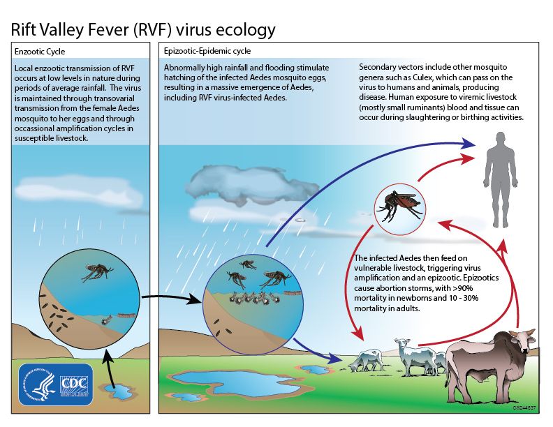 Rift Valley Fever (RVF) virus ecology This graphic shows the ecological cycle for the Rift Valley Fever virus. Mosquitoes are both a reservoir and vector for RVFV, able to maintain virus for life and transmit it to offspring via eggs. After periods of heavy rainfall and flooding, an increased number of RVF virus-infected mosquitos may hatch and pass virus to humans and animals, producing disease. Humans become infected through mosquito bites and through direct contact with infected animal blood or tissue. Direct contact can occur during slaughtering of infected animals and veterinary procedures. No human-to-human transmission has been documented.