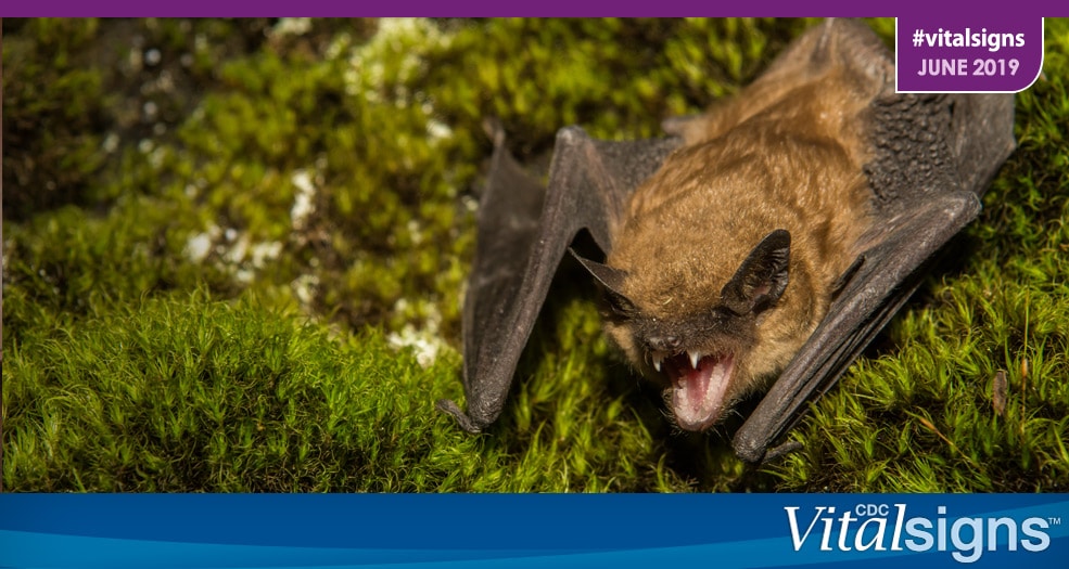 Rabies: A Forgotten Killer A brown bat baring its teeth
